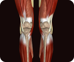 Joint and musculoskeletal pain illustration