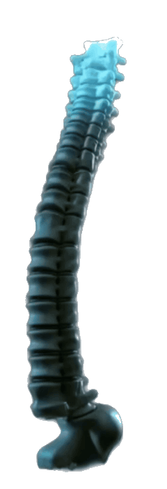 Animated illustration of a human spine